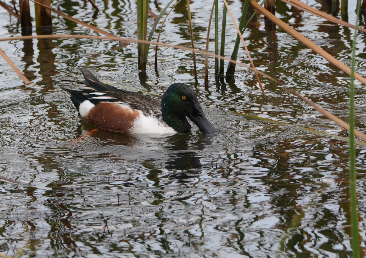 Canard souchet - ML644665607