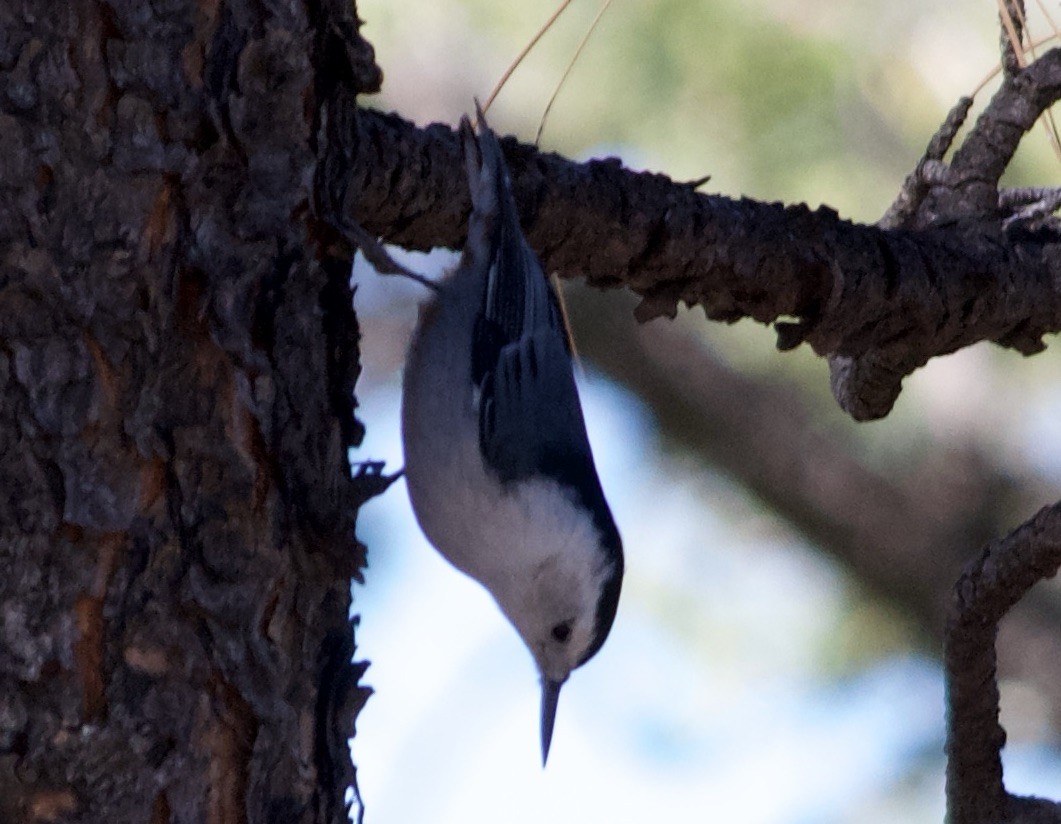 Sittelle à poitrine blanche - ML644665608