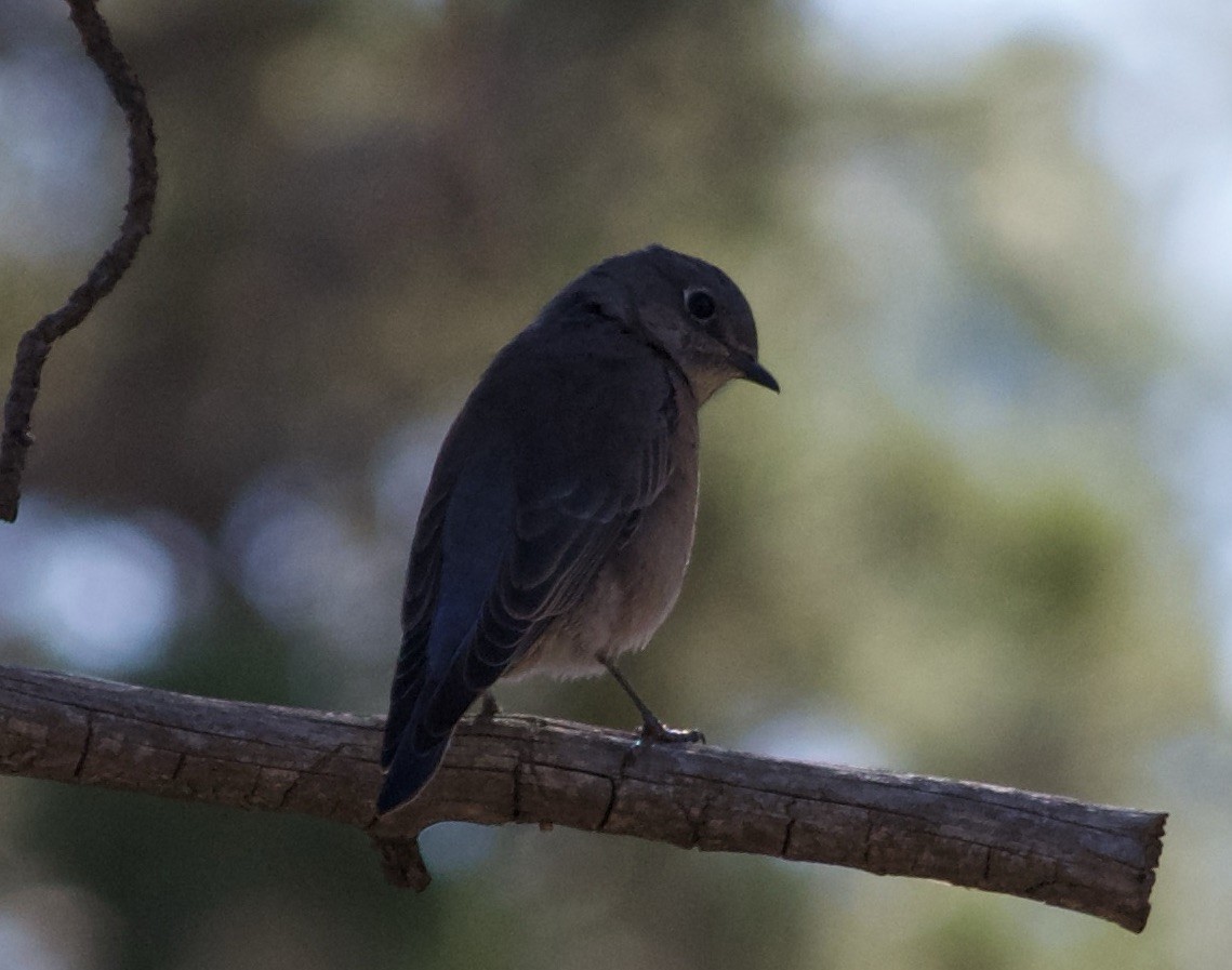Merlebleu de l'Ouest - ML644665612