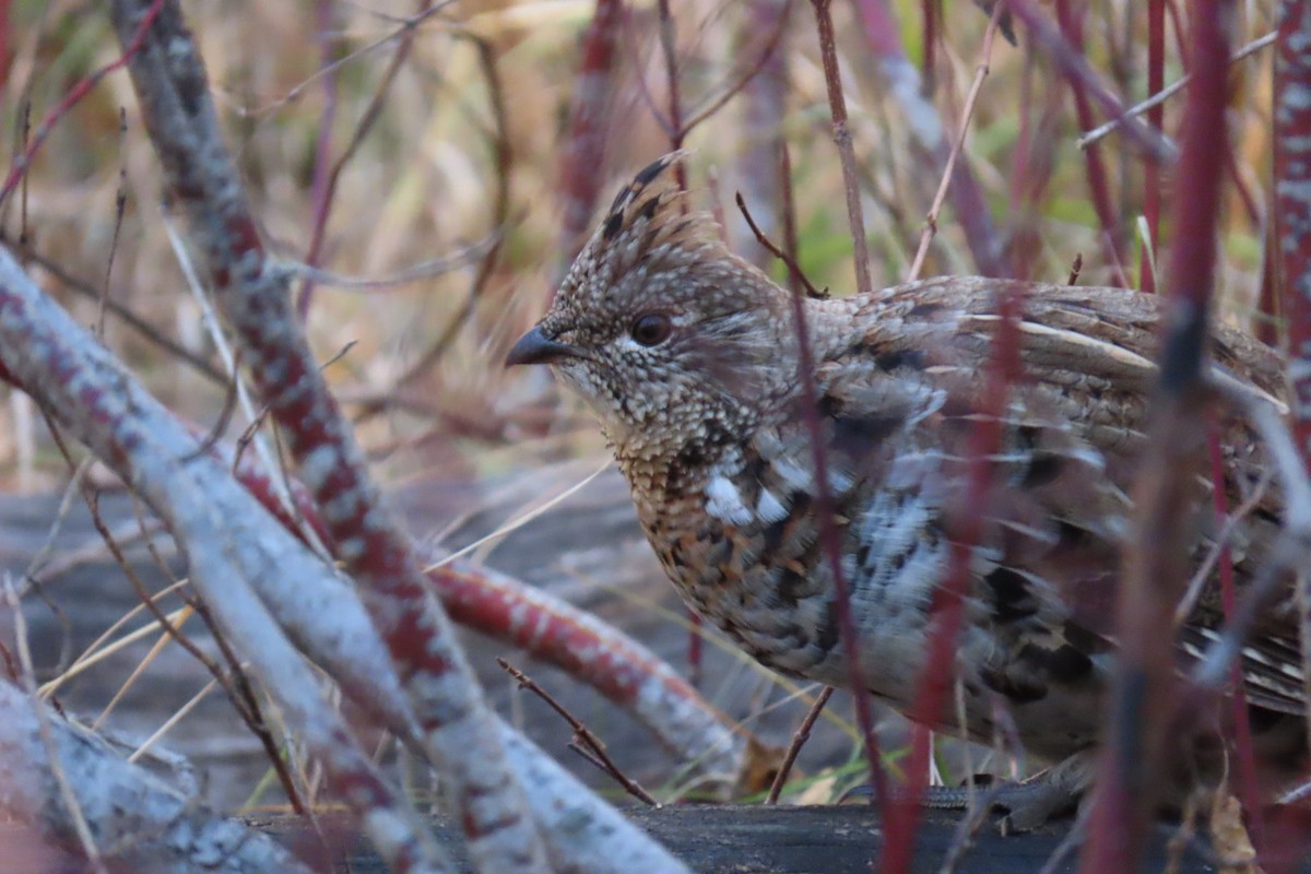 kragejerpe - ML644665618