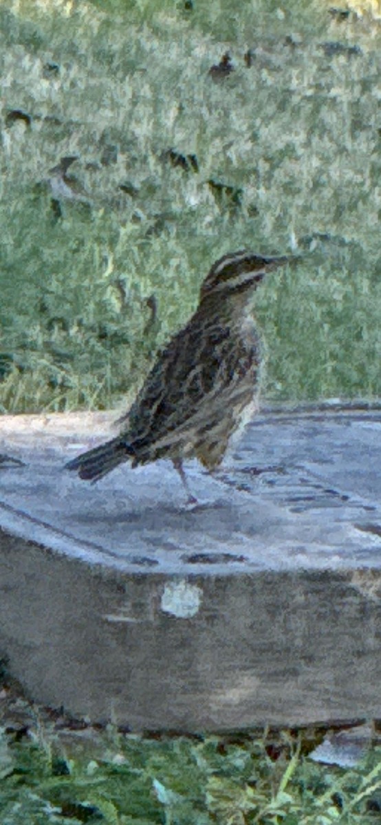 Sturnelle de l'Ouest - ML644665619