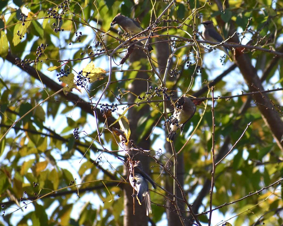 Jaseur d'Amérique - ML644665625