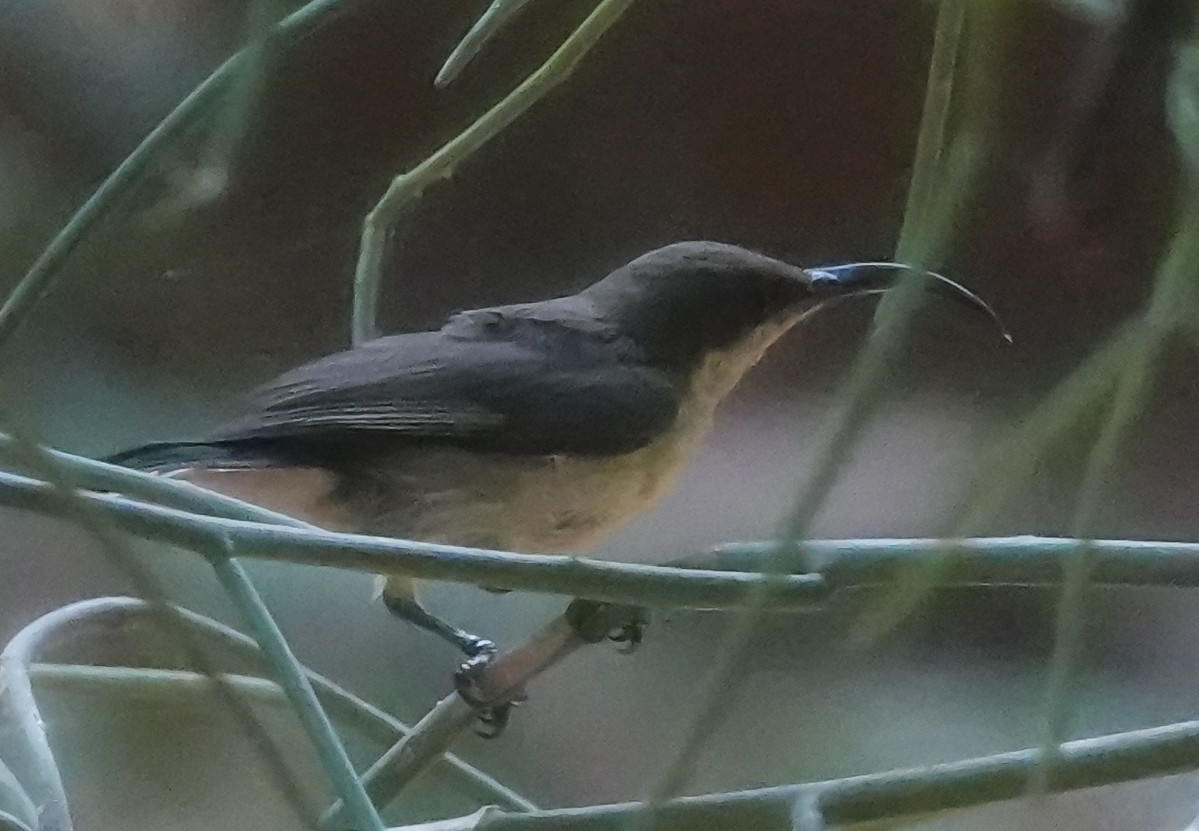 Маріка довгодзьоба - ML644665642