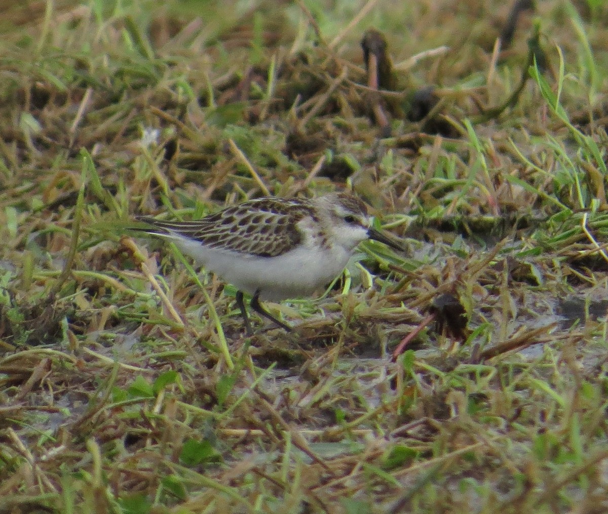 Одой элсэг - ML644665648