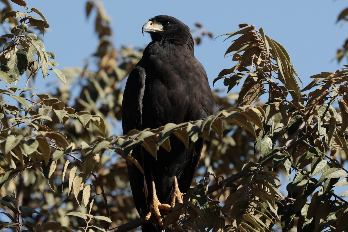 svartvåk - ML644665655