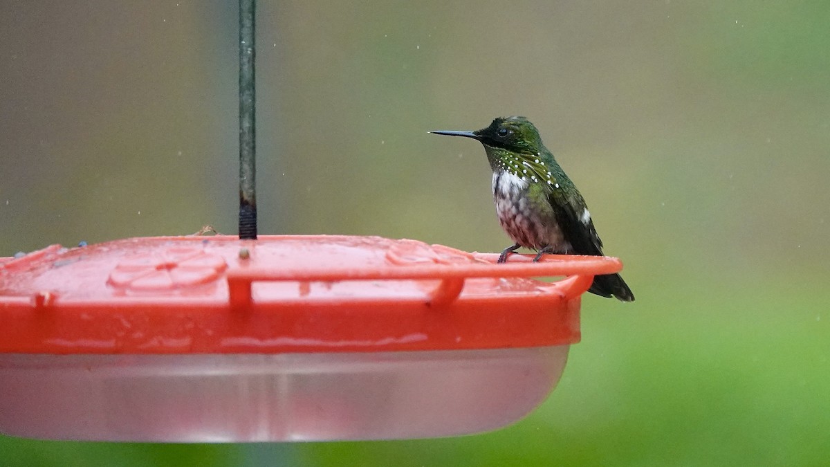 Coquette chalybée - ML644665675