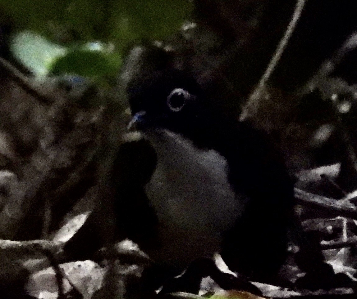 Orthonyx de Spalding - ML644665676