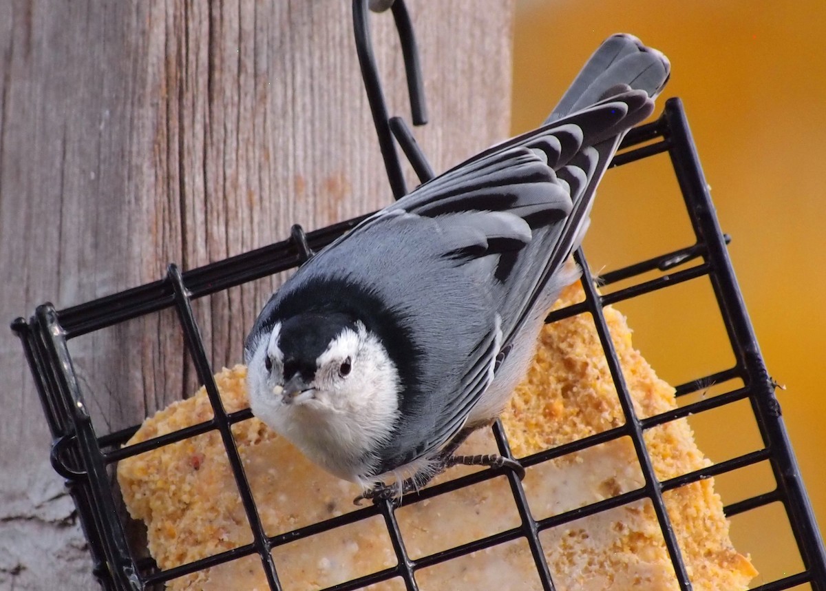 Sittelle à poitrine blanche - ML644665677