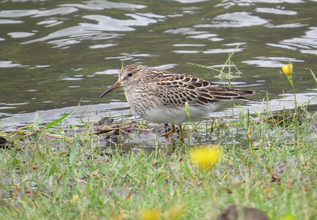 Bécasseau à poitrine cendrée - ML644665678