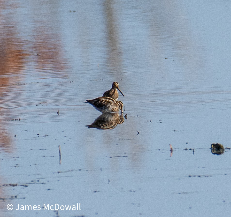 Bécassine de Wilson - ML644665679