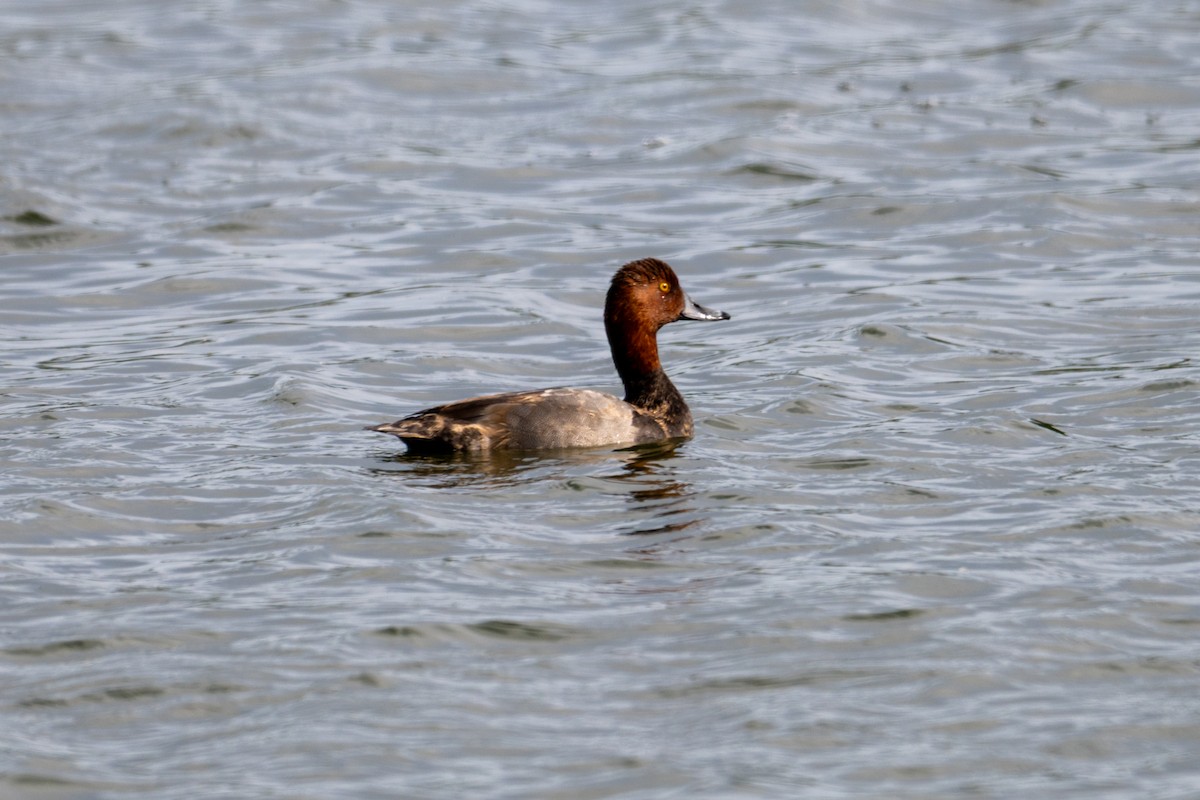 Fuligule à tête rouge - ML644665680