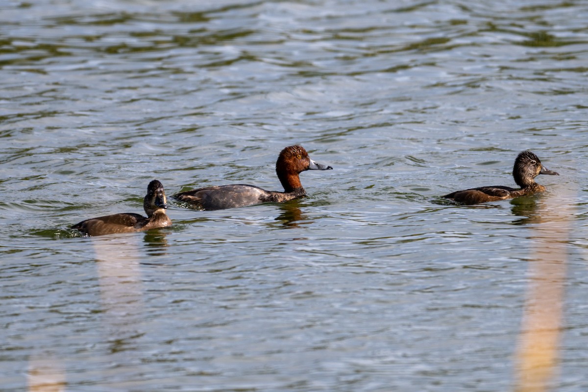 Fuligule à tête rouge - ML644665681