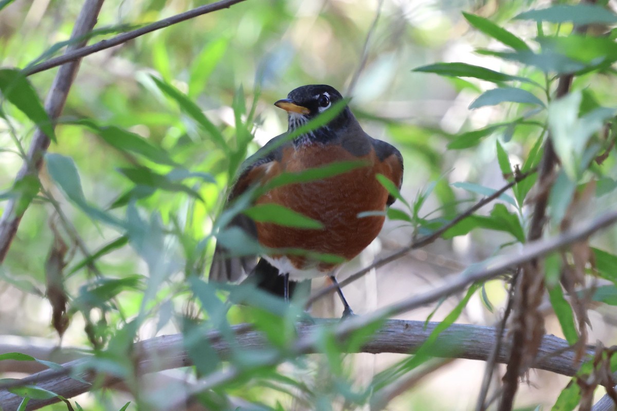 Grive solitaire - ML644665682