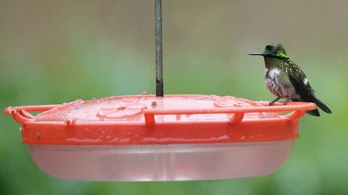 Coquette chalybée - ML644665683