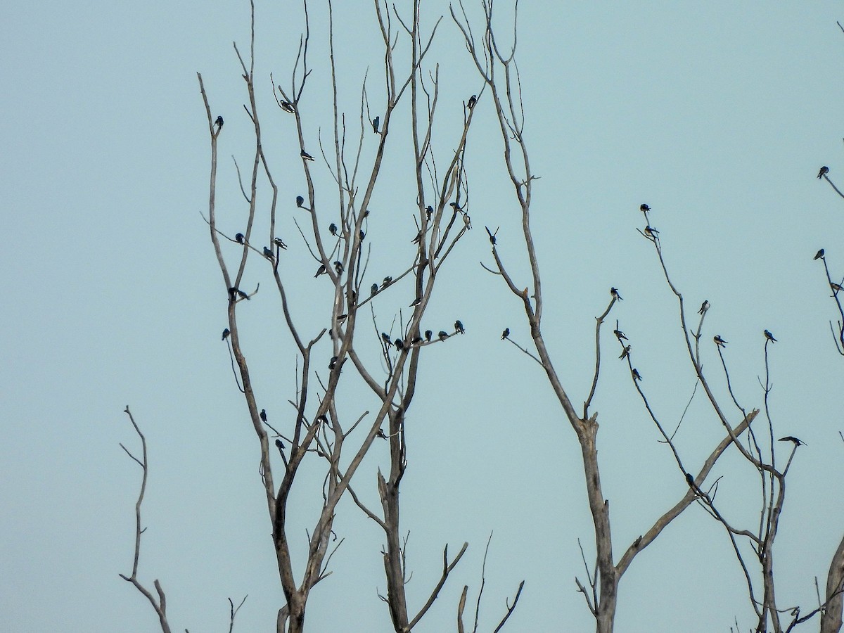 Hirondelle bicolore - ML644665684