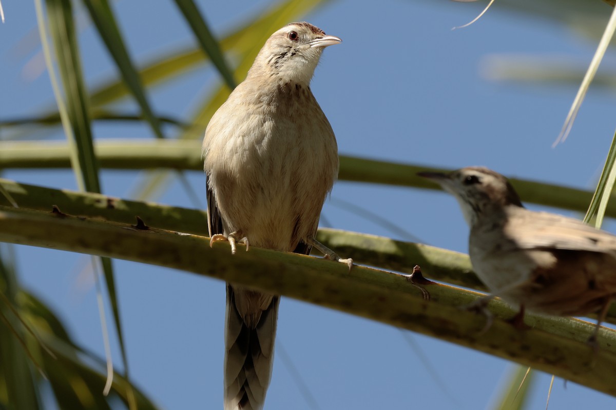 Annumbi fagoteur - ML644665685