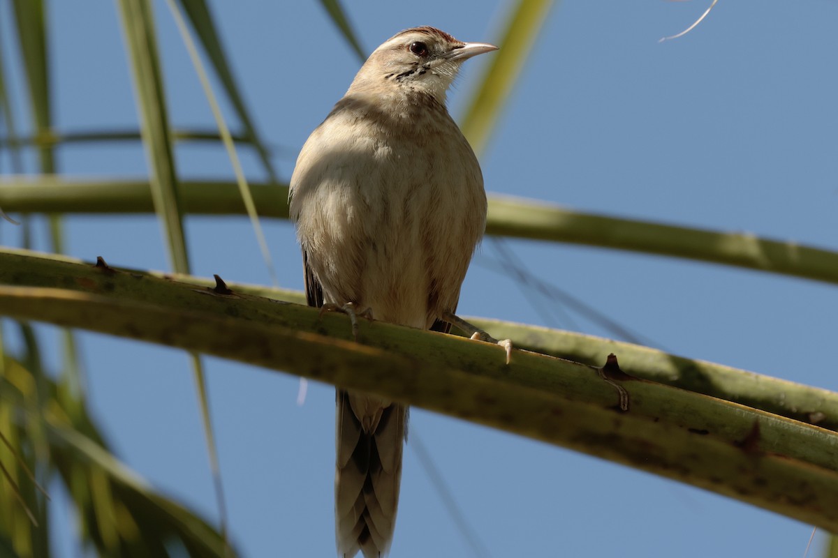 Annumbi fagoteur - ML644665686