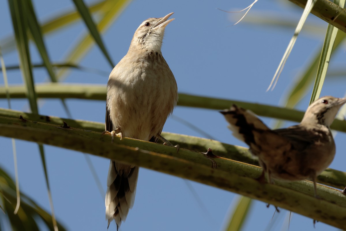 Annumbi fagoteur - ML644665687