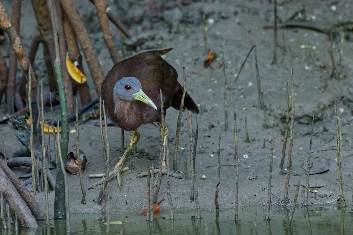 Râle à ventre roux - ML644665688