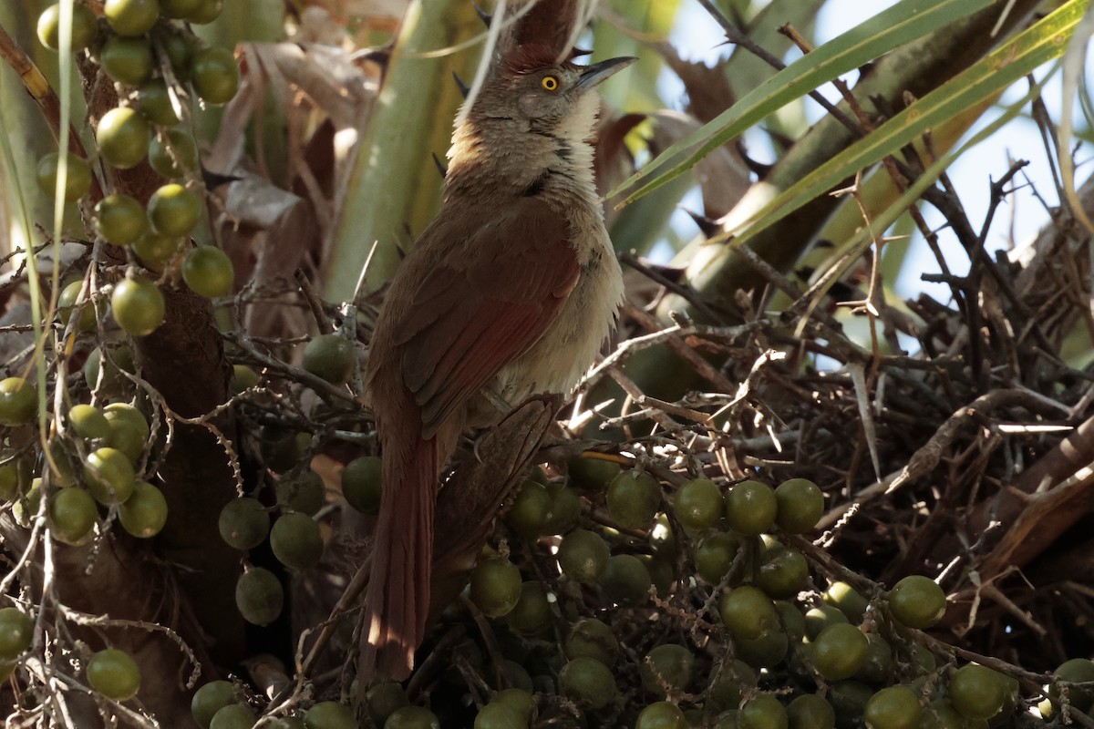 Synallaxe rouge - ML644665690