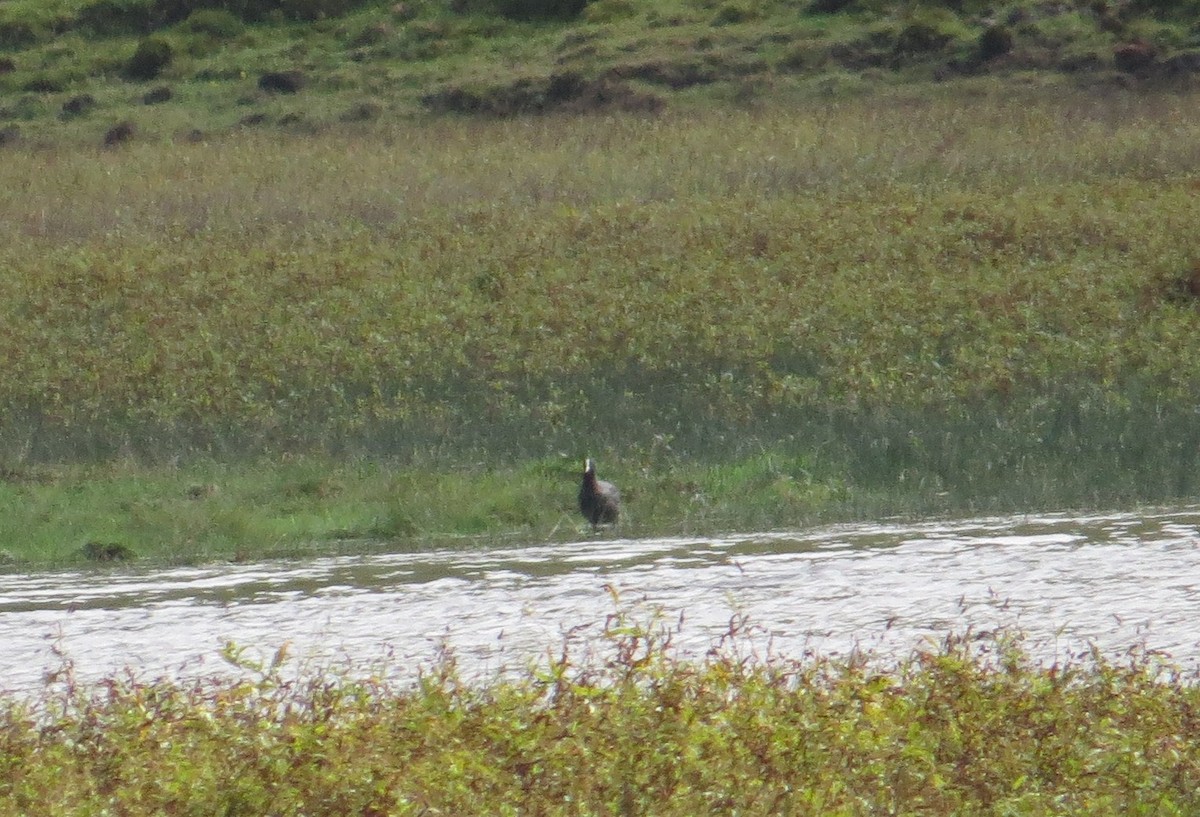 Foulque macroule - ML644665691