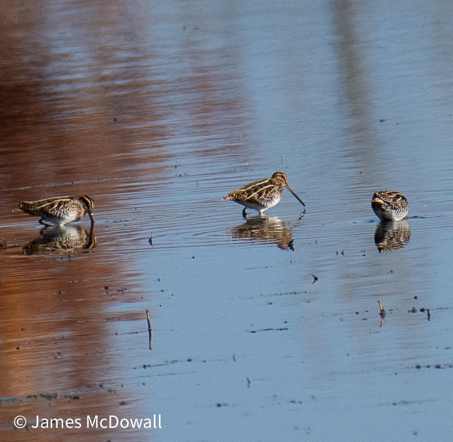 Bécassine de Wilson - ML644665692
