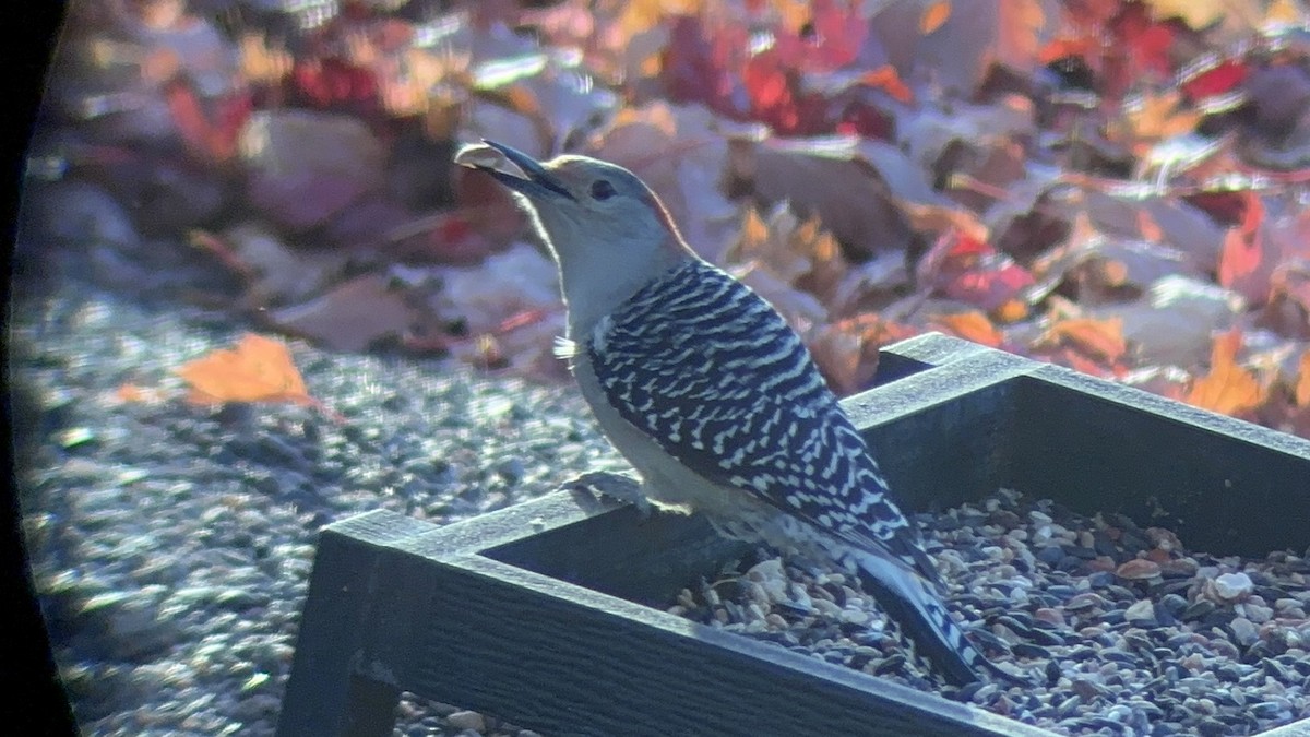 Pic à ventre roux - ML644665695