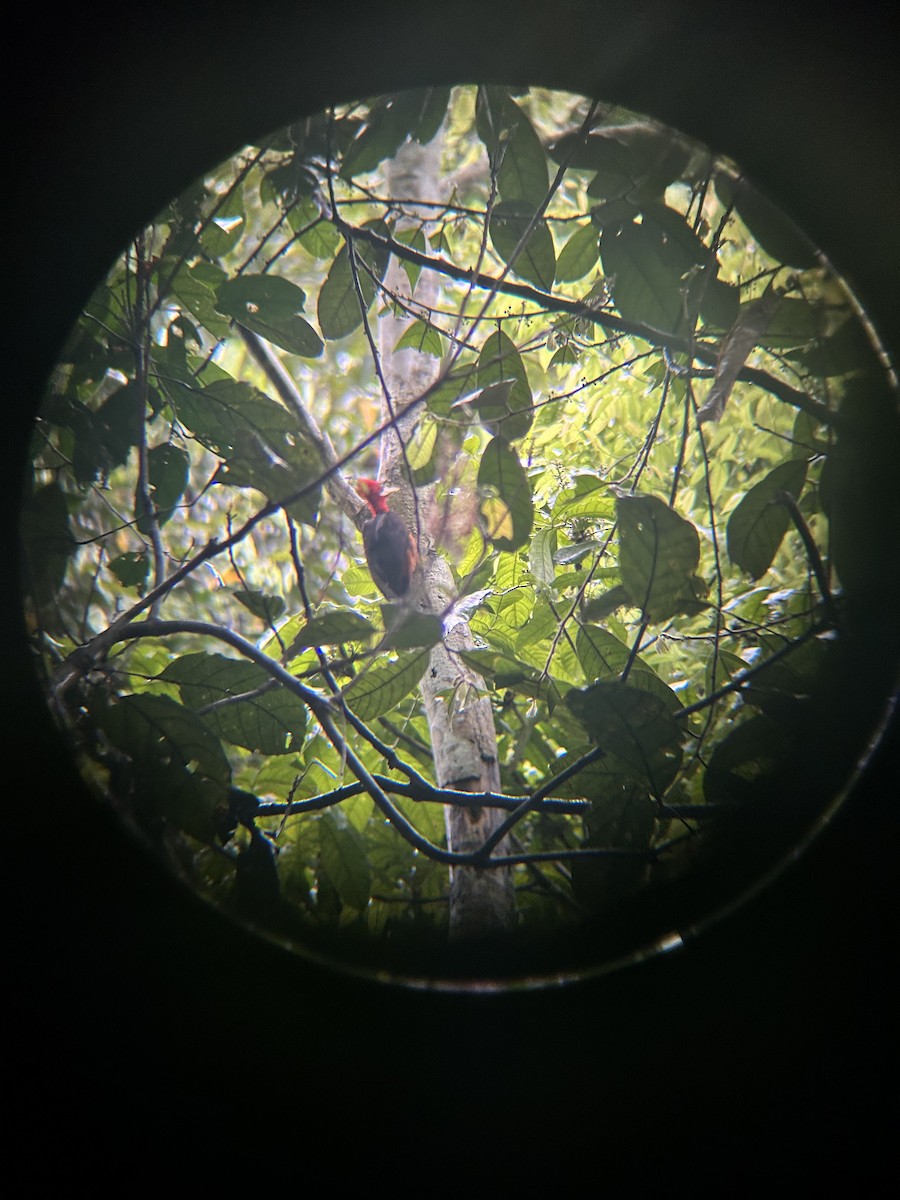 Pic à cou rouge - ML644665696