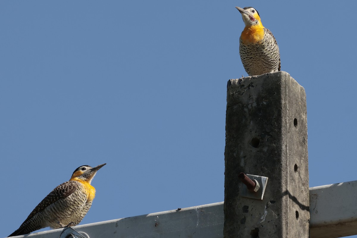 Pic champêtre - ML644665702