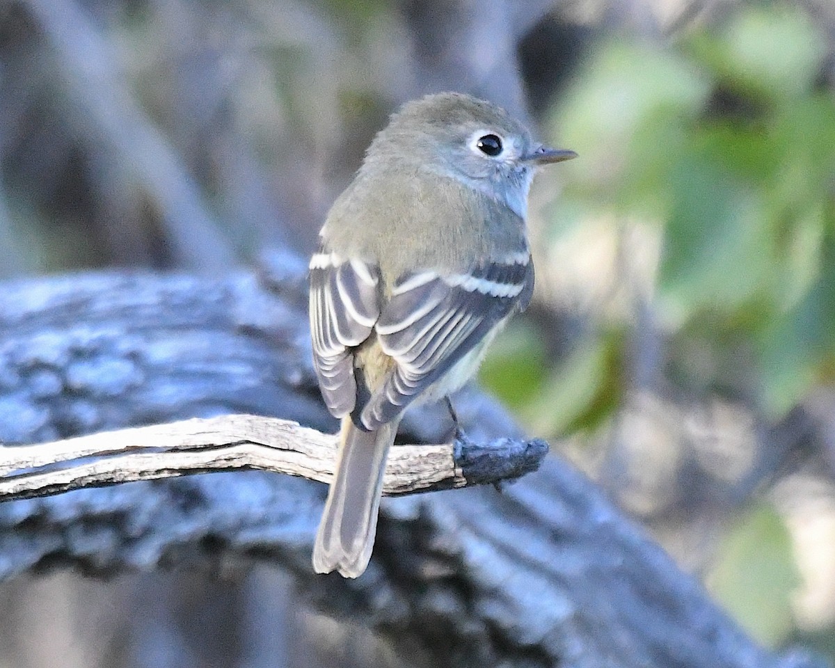 Moucherolle de Hammond - ML644665704