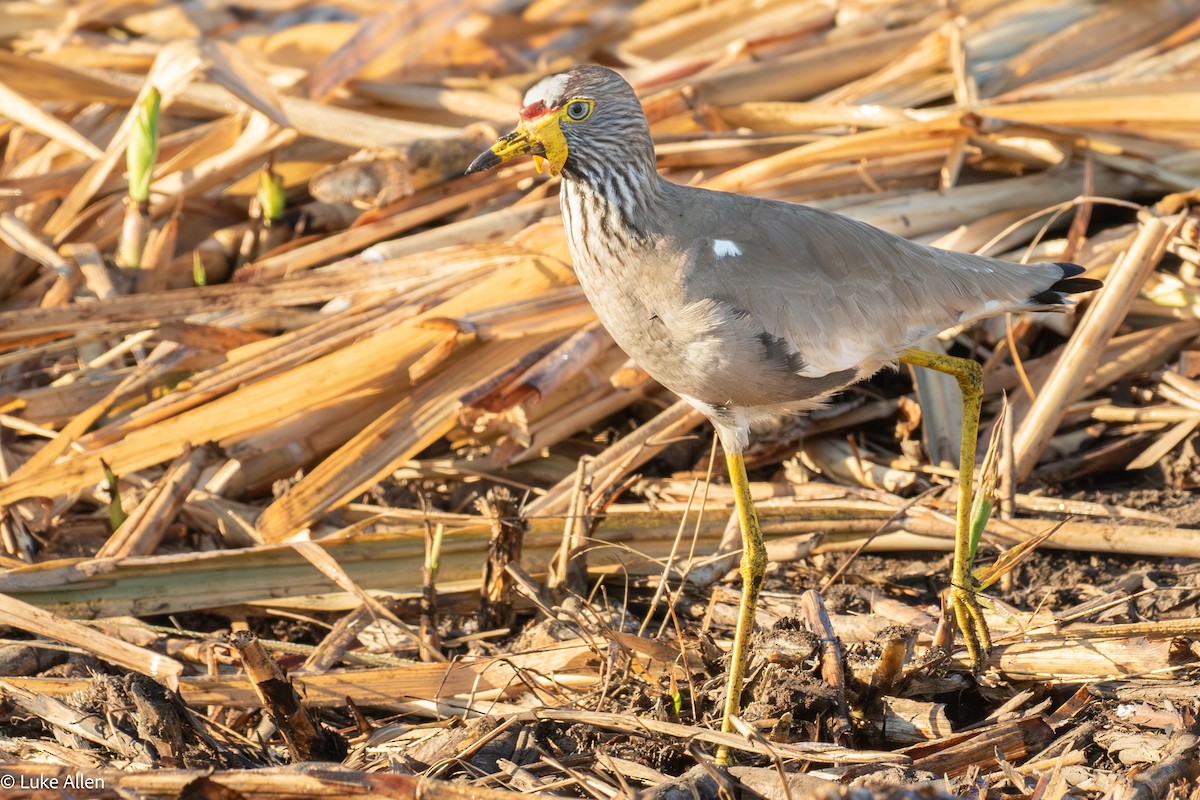 Vanneau du Sénégal - ML644665705