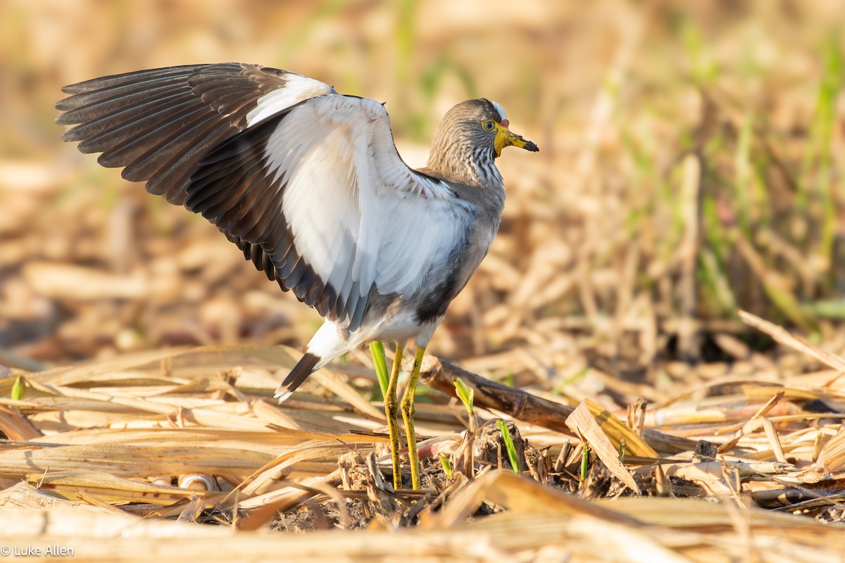 Vanneau du Sénégal - ML644665706
