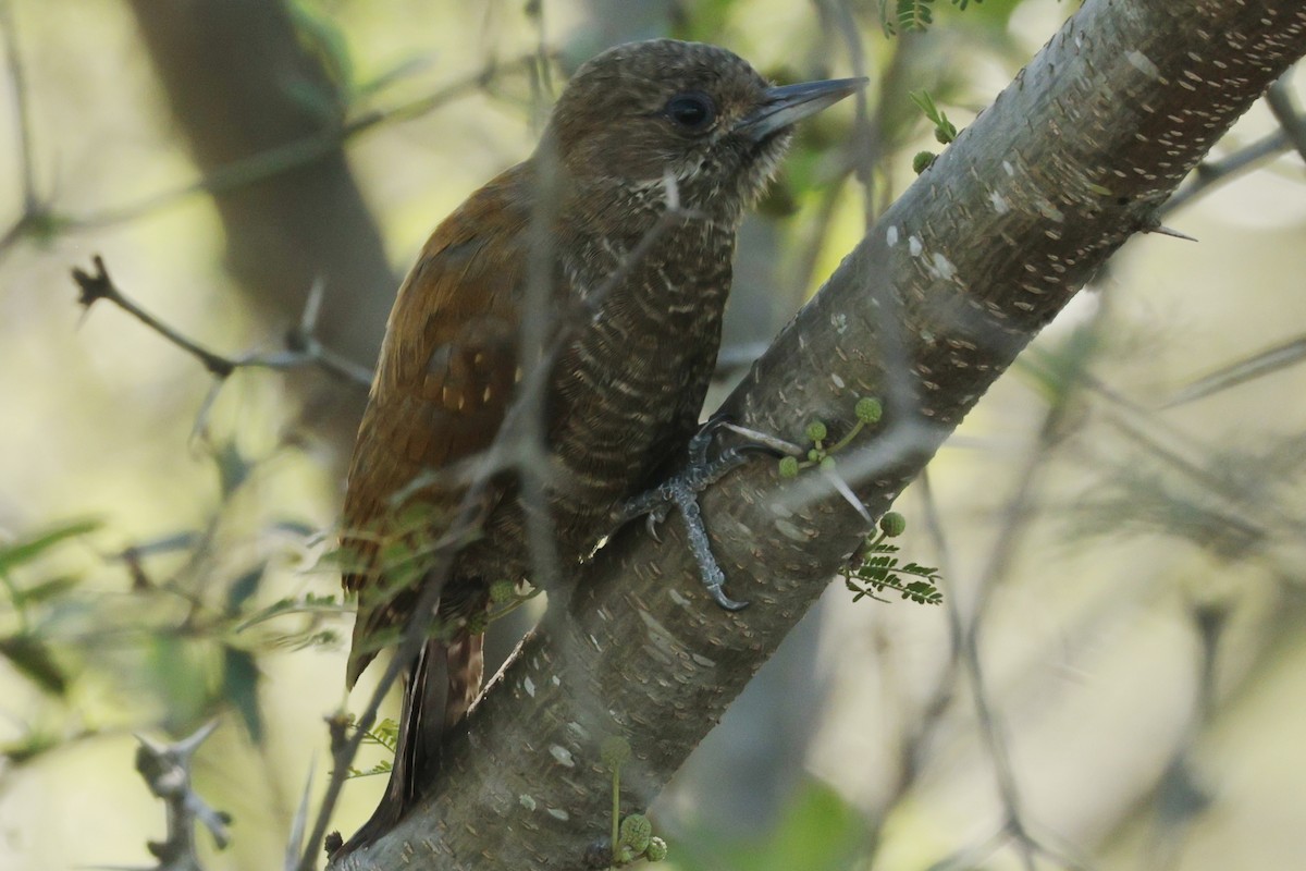 Pic passerin - ML644665707