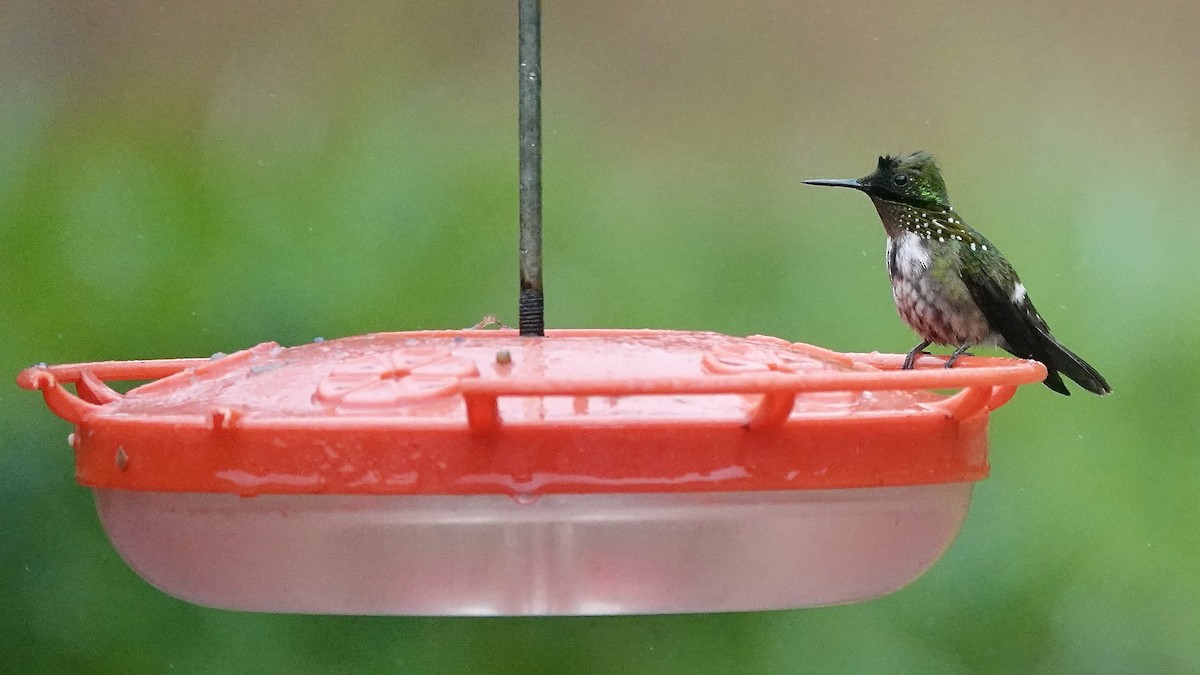 Coquette chalybée - ML644665708