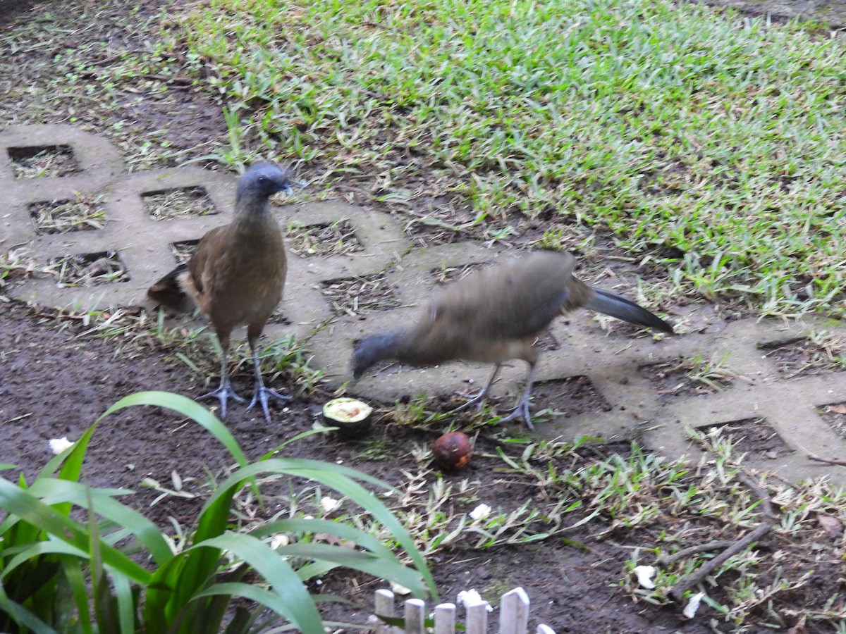 Ortalide chacamel - ML644665711