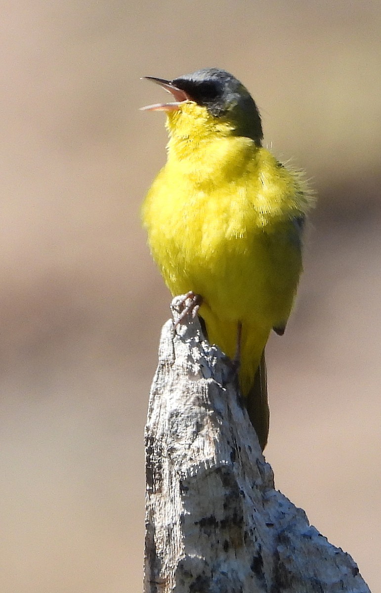 Paruline voilée - ML644665712