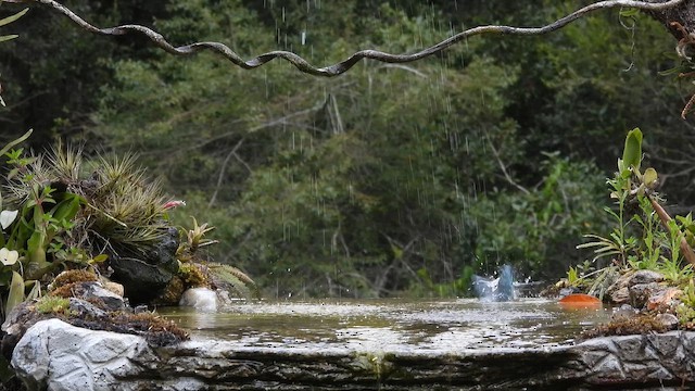 Tangara Sayaca - ML644665713