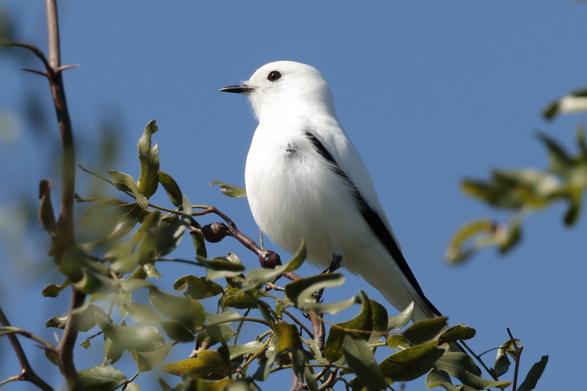 hvittyrann - ML644665714