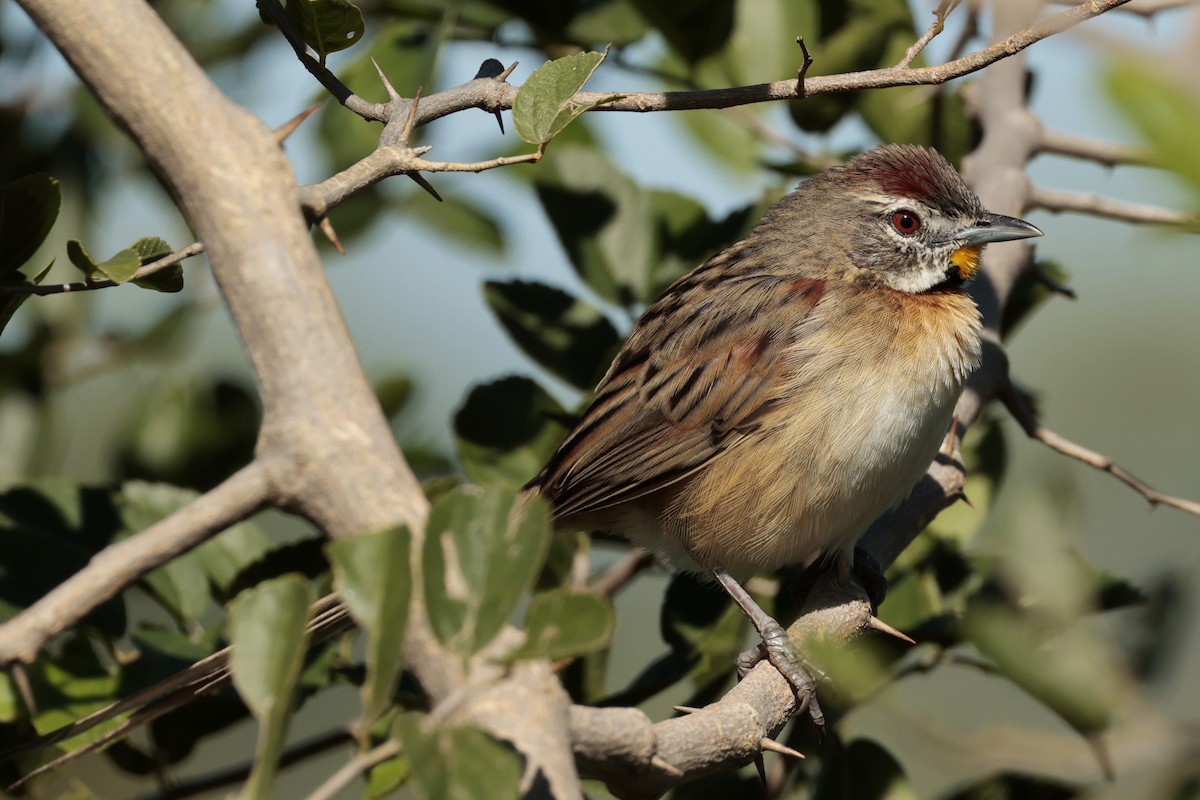 stråstjert - ML644665716