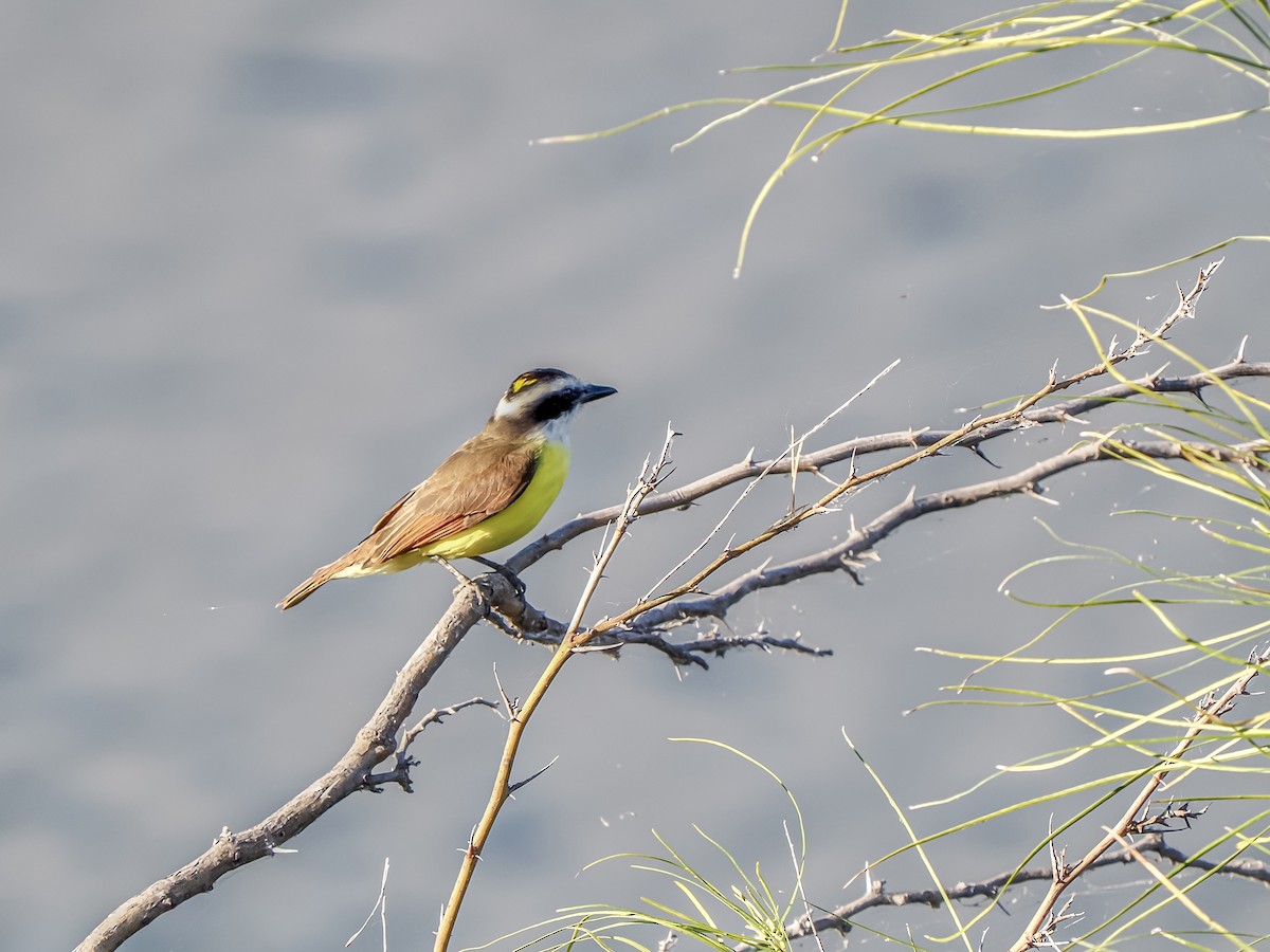 Great Kiskadee - ML644665724