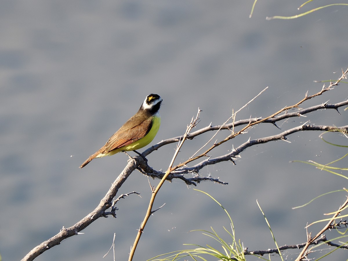 Great Kiskadee - ML644665725