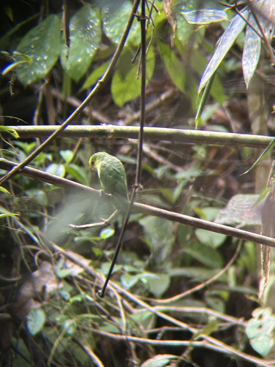 Папуга-горобець темнодзьобий - ML644665726