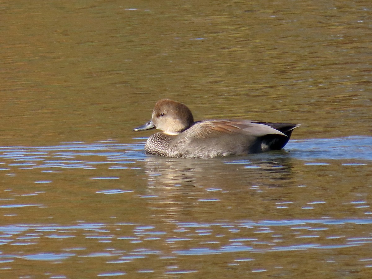 Gadwall - ML644665728