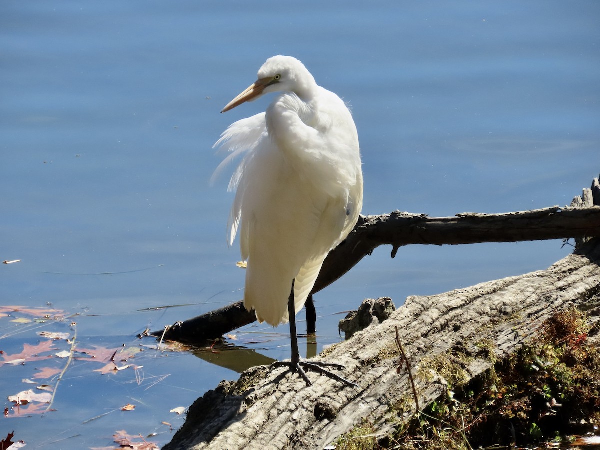 Great Egret - ML644665737