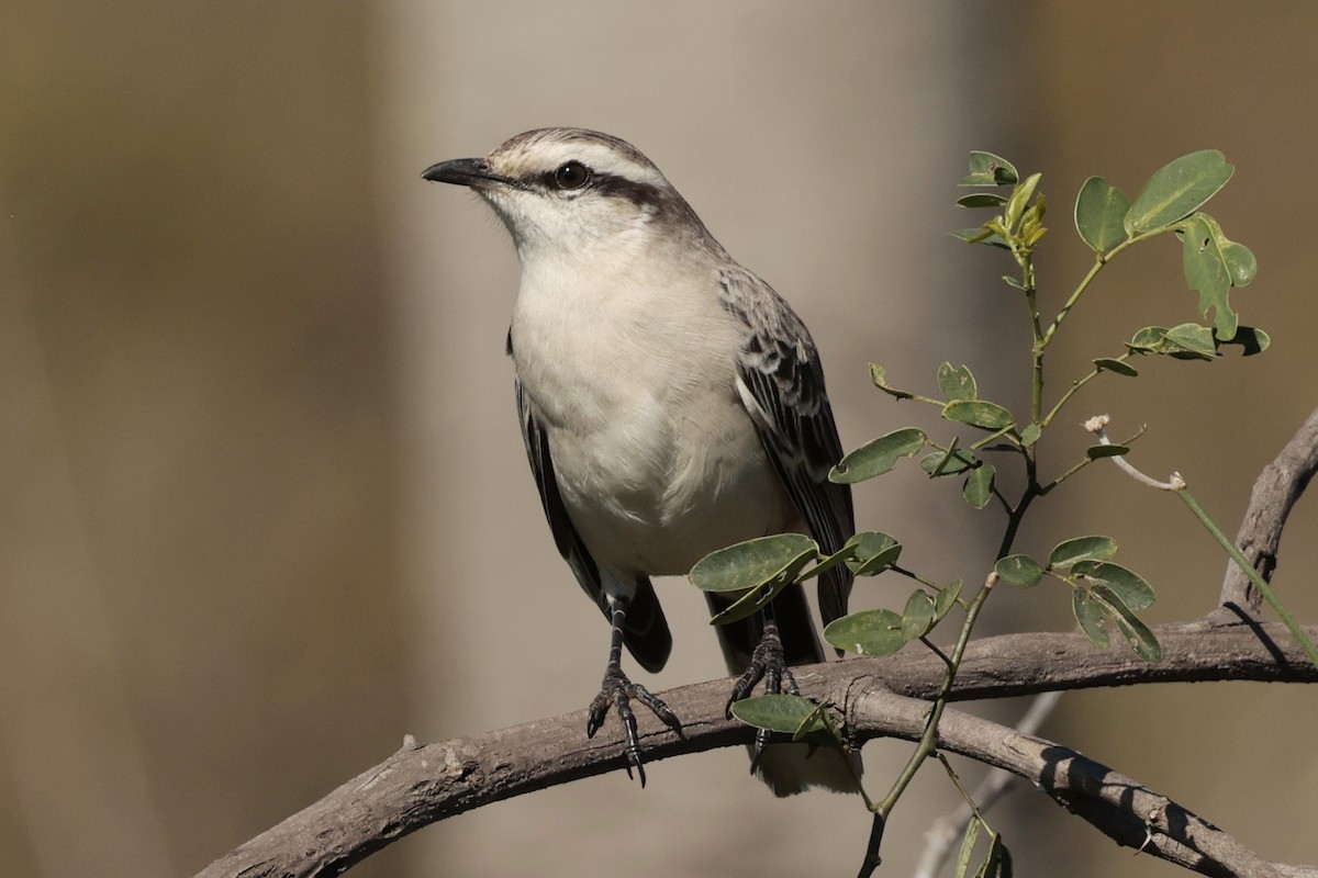 langbrynspottefugl - ML644665743