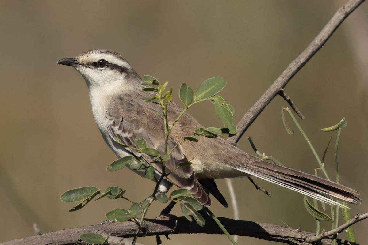 langbrynspottefugl - ML644665744