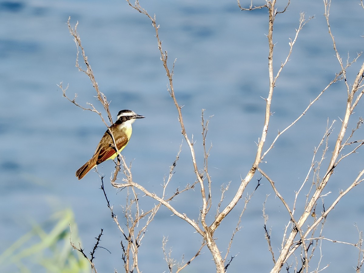 Great Kiskadee - ML644665749