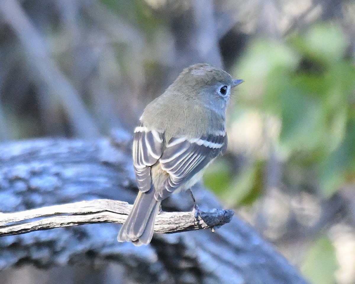 Hammond's Flycatcher - ML644665758