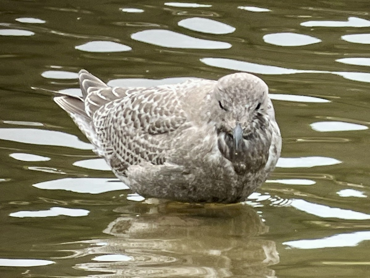Iceland Gull (Thayer's) - ML644665759