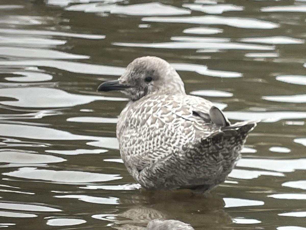 Iceland Gull (Thayer's) - ML644665760